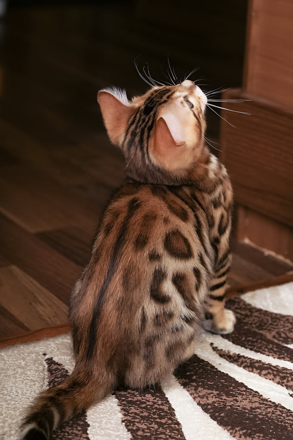 Jayson | Bengal Kitten