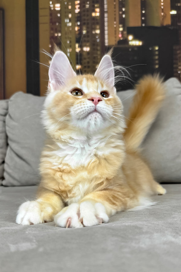 Jean | Maine Coon Kitten