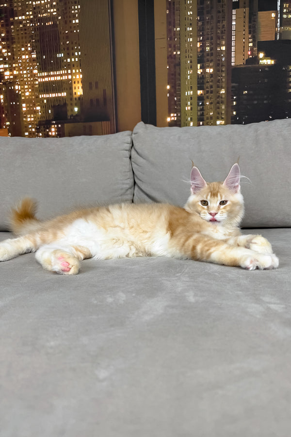 Jean | Maine Coon Kitten