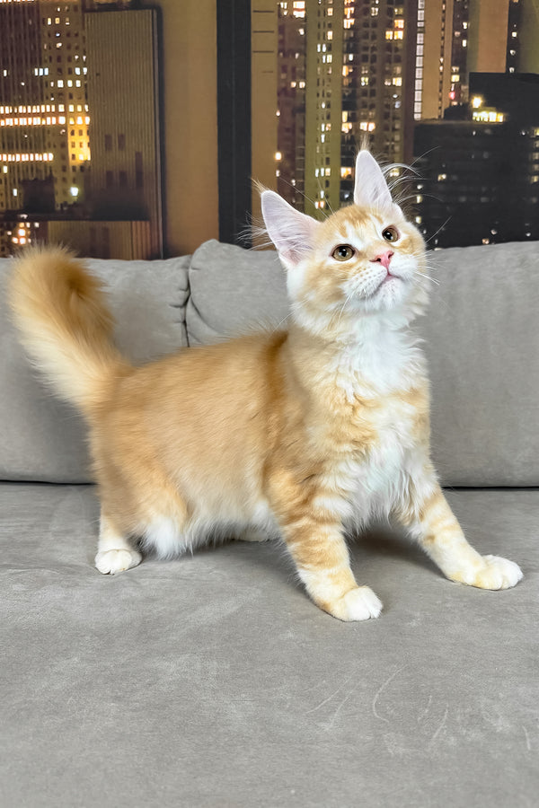 Jean | Maine Coon Kitten