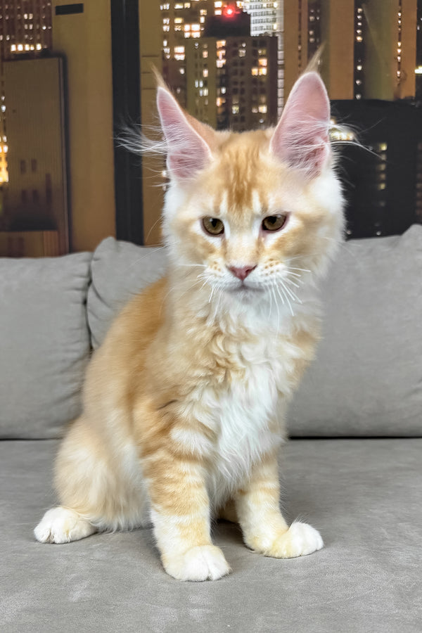 Jean | Maine Coon Kitten