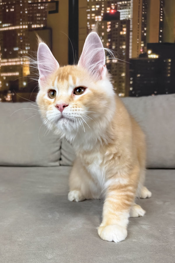Jean | Maine Coon Kitten
