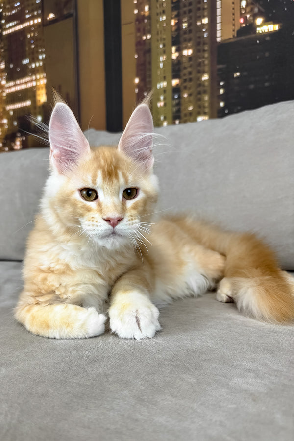 Jean | Maine Coon Kitten