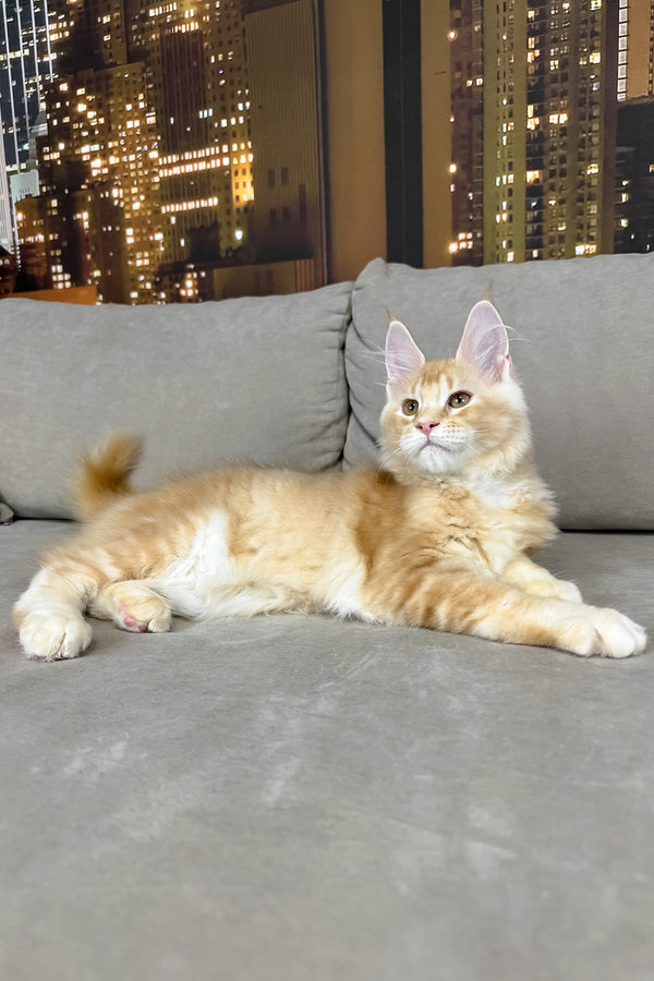 Jean | Maine Coon Kitten