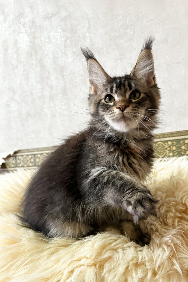 Jeanna | Maine Coon Kitten
