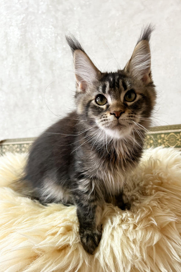 Jeanna | Maine Coon Kitten