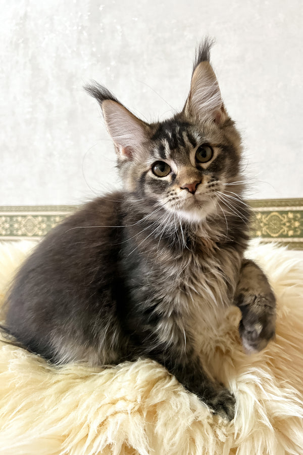 Jeanna | Maine Coon Kitten