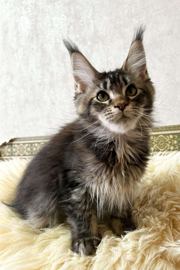 Jeanna | Maine Coon Kitten