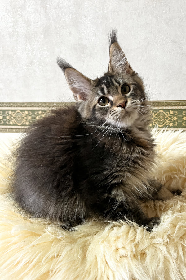 Jeanna | Maine Coon Kitten