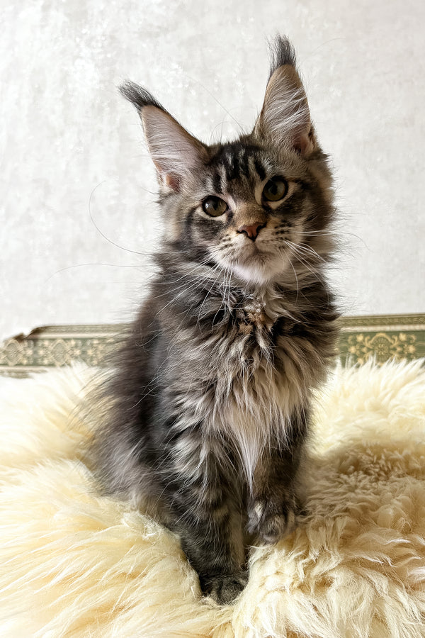 Jeanna | Maine Coon Kitten