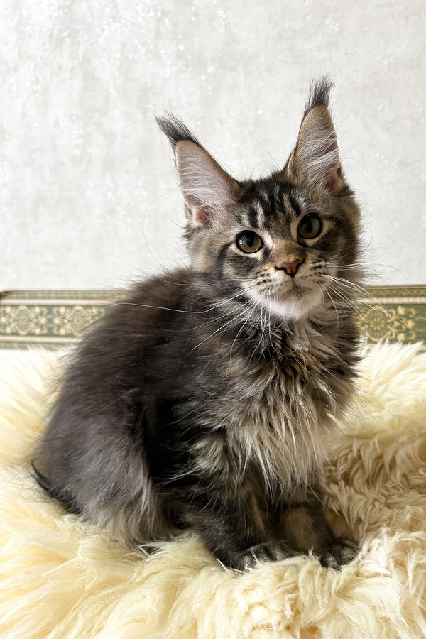 Jeanna | Maine Coon Kitten