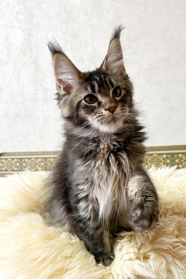 Jeanna | Maine Coon Kitten