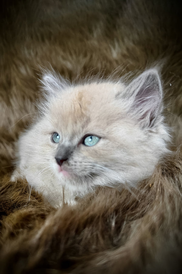 Jedi | Cherubim Ragdoll Kitten