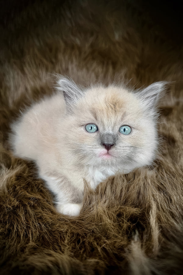 Jedi | Cherubim Ragdoll Kitten