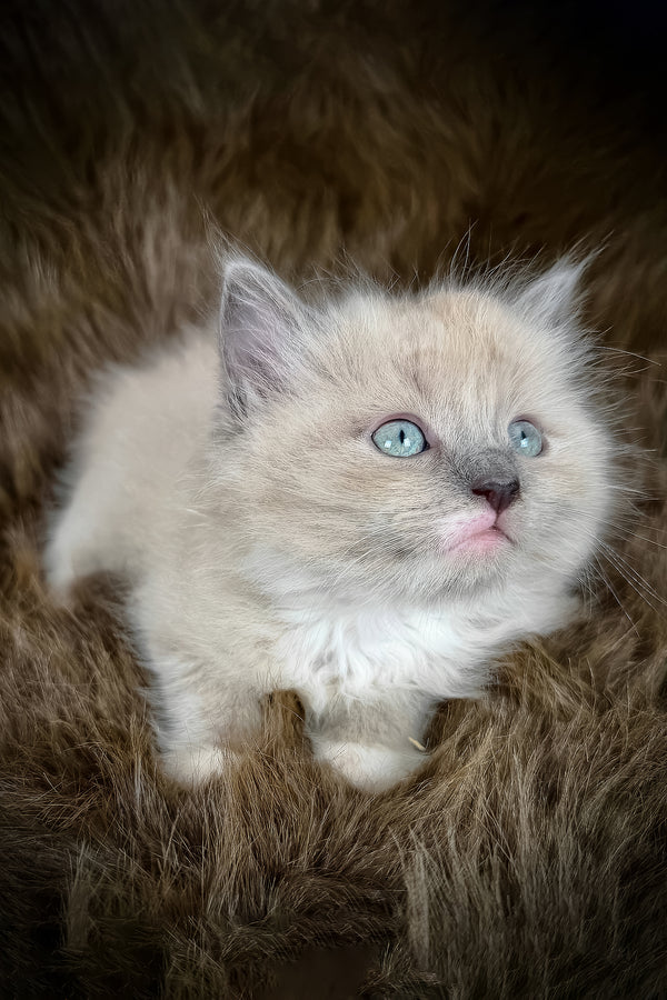 Jedi | Cherubim Ragdoll Kitten