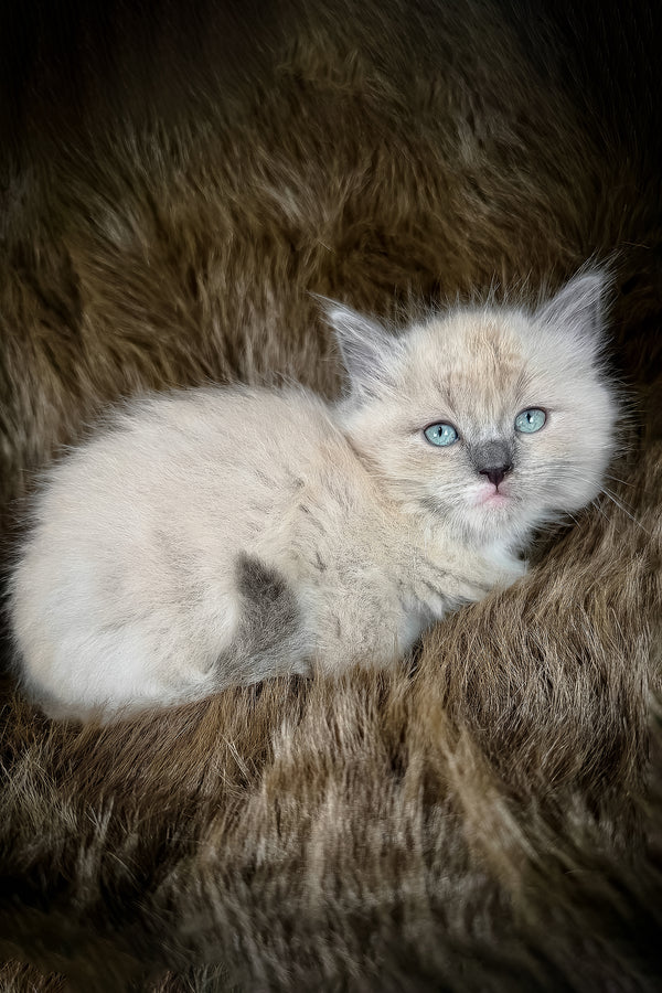 Jedi | Cherubim Ragdoll Kitten