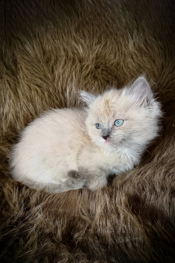 Jedi | Cherubim Ragdoll Kitten