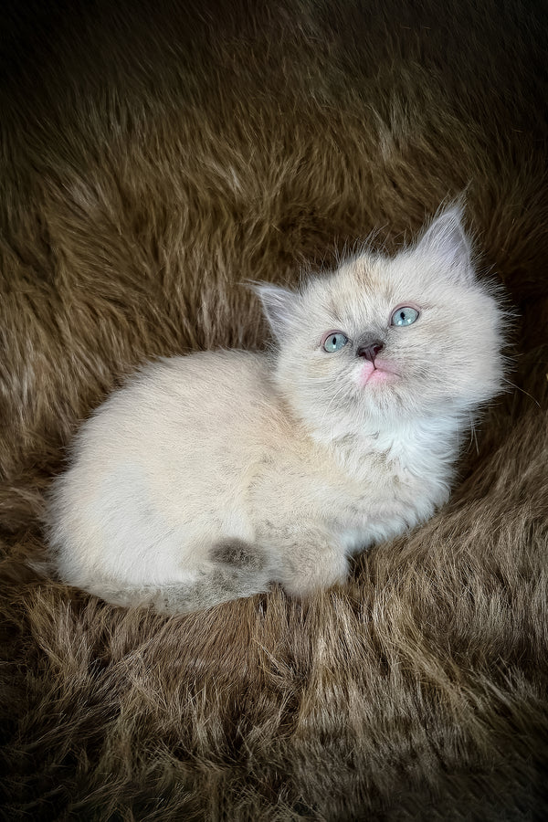Jedi | Cherubim Ragdoll Kitten