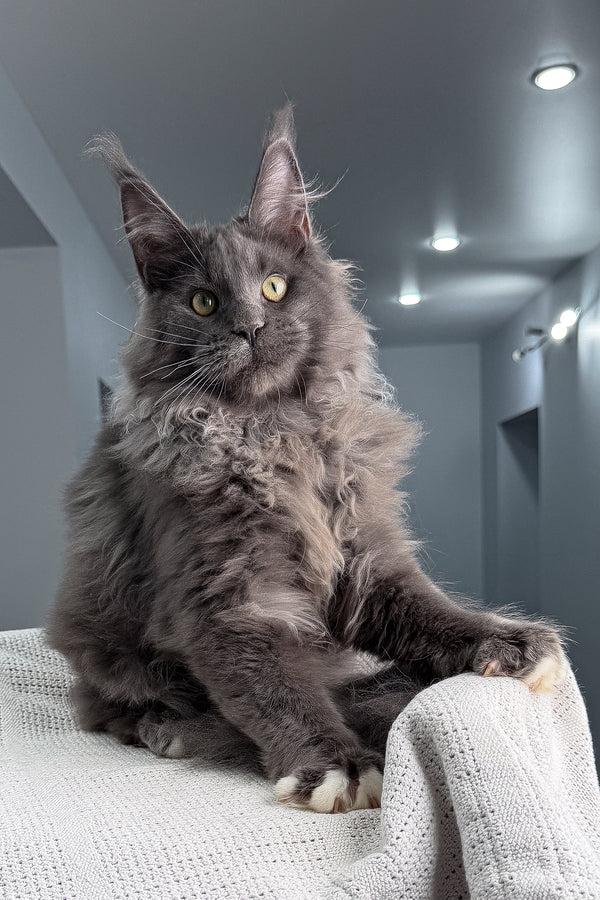 Jeff | Maine Coon Kitten