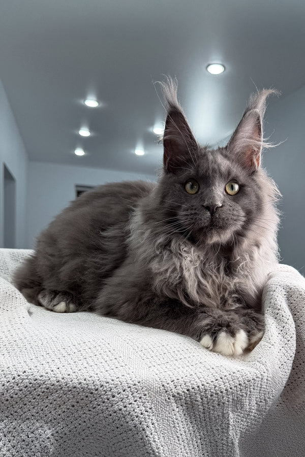 Jeff | Maine Coon Kitten