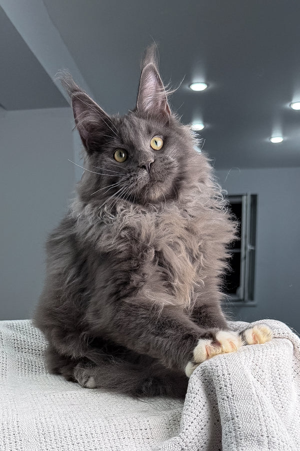 Jeff | Maine Coon Kitten