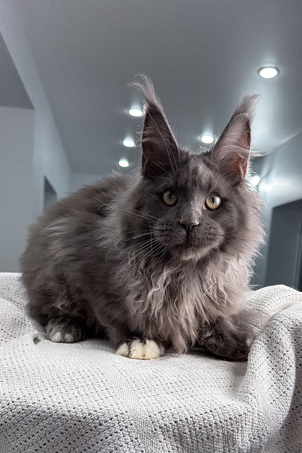 Jeff | Maine Coon Kitten