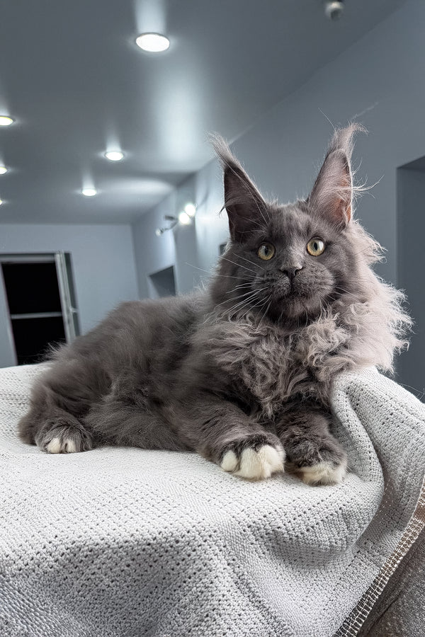 Jeff | Maine Coon Kitten