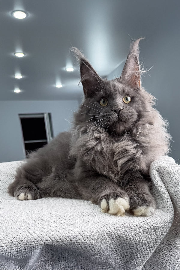 Jeff | Maine Coon Kitten