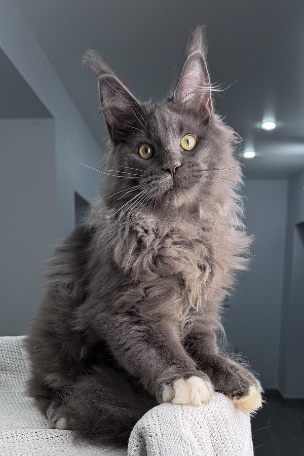 Jeff | Maine Coon Kitten