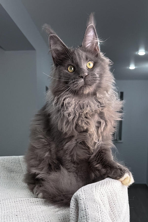 Jeff | Maine Coon Kitten