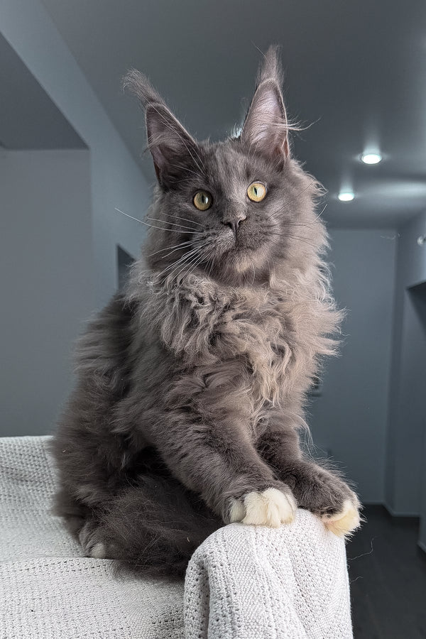 Jeff | Maine Coon Kitten