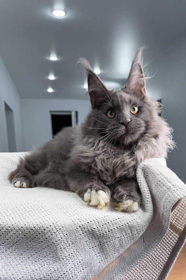 Jeff | Maine Coon Kitten