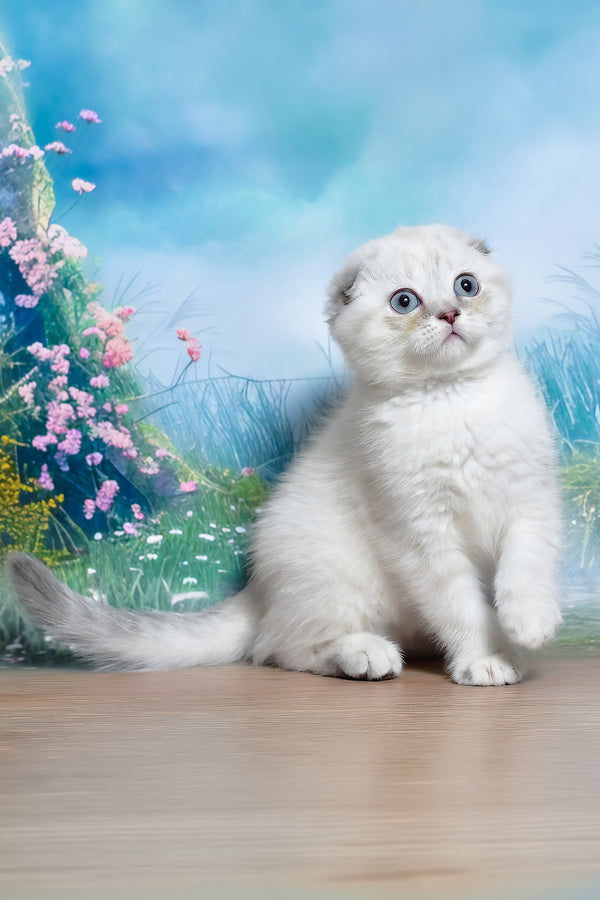 Jenifer | Scottish Fold Kitten