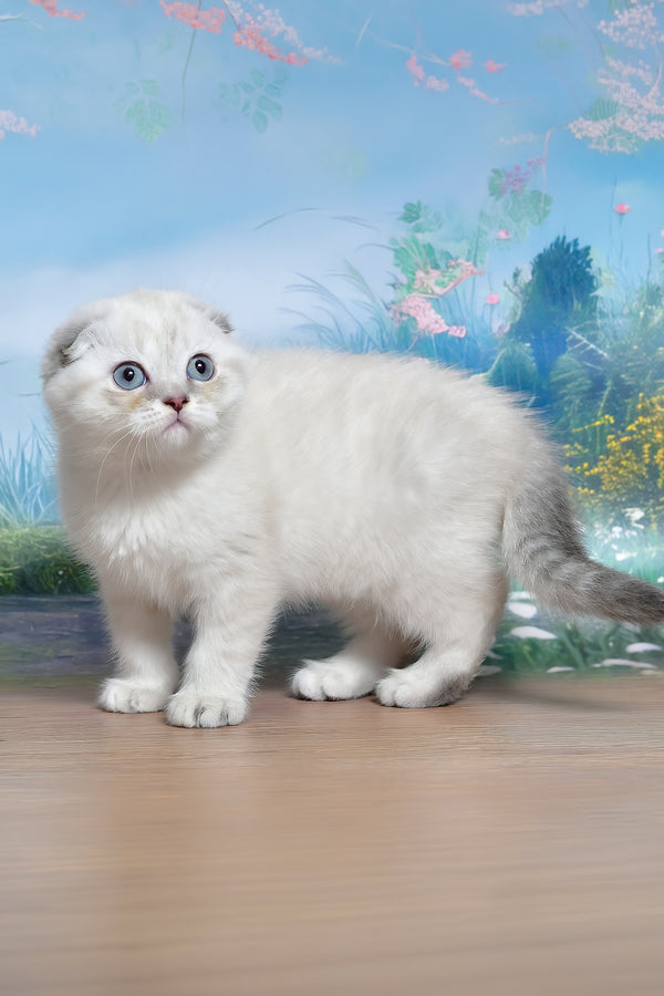 Jenifer | Scottish Fold Kitten