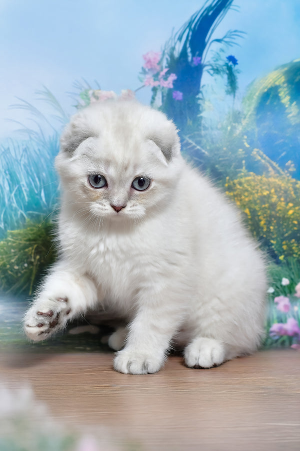 Jenifer | Scottish Fold Kitten
