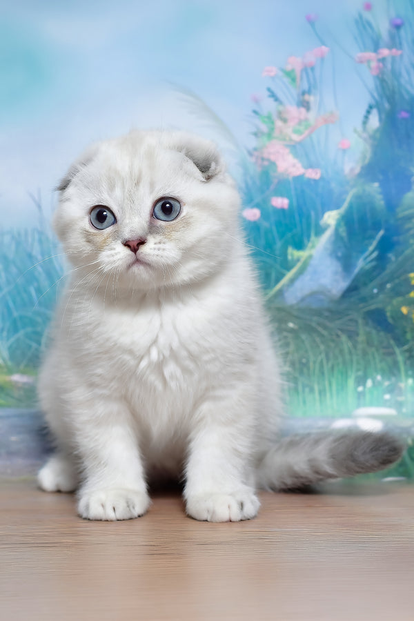Jenifer | Scottish Fold Kitten
