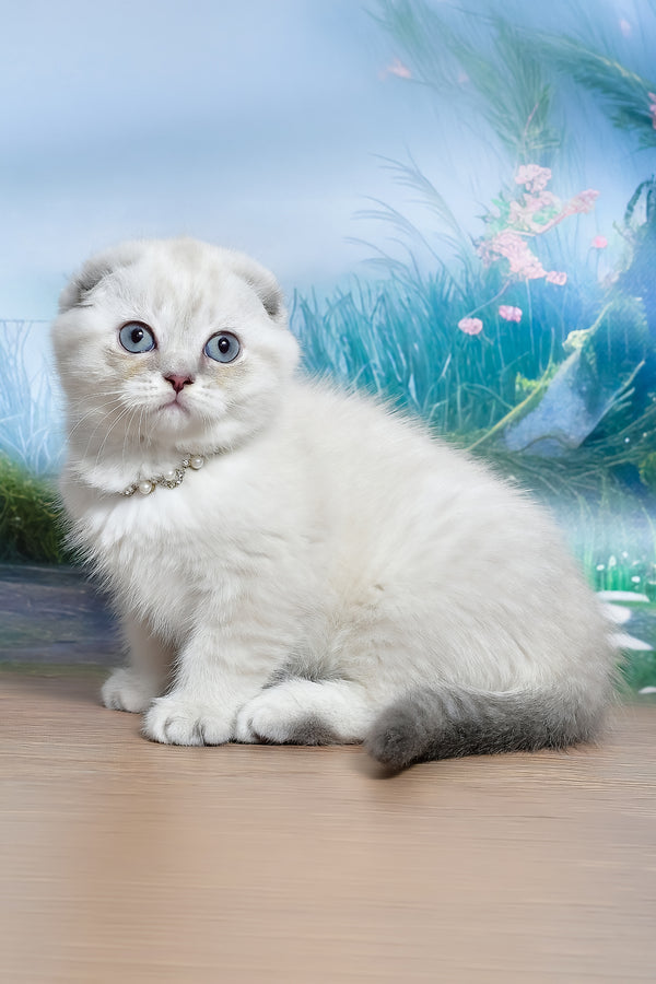 Jenifer | Scottish Fold Kitten