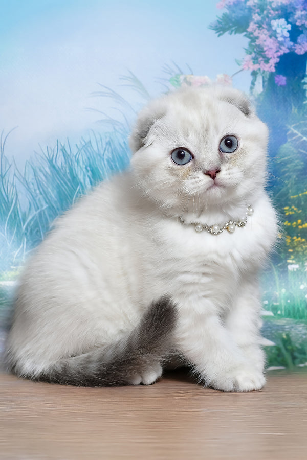 Jenifer | Scottish Fold Kitten