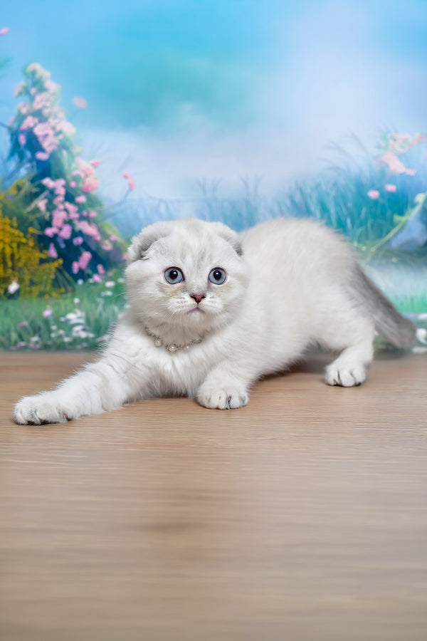 Jenifer | Scottish Fold Kitten