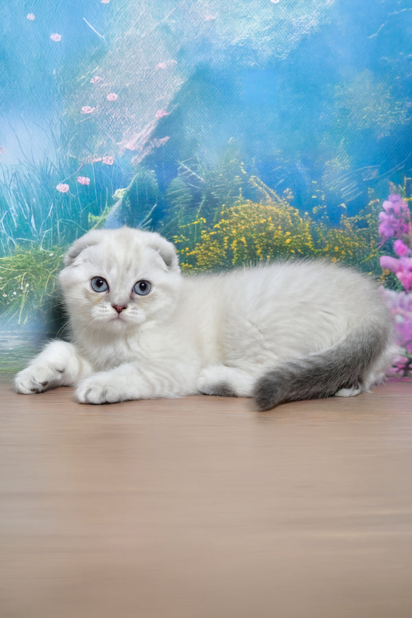 Jenifer | Scottish Fold Kitten