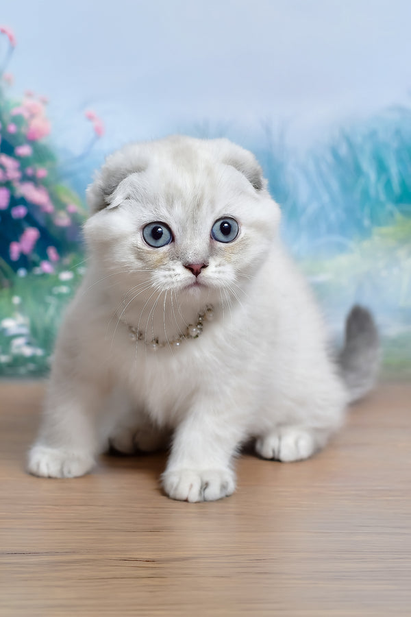Jenifer | Scottish Fold Kitten