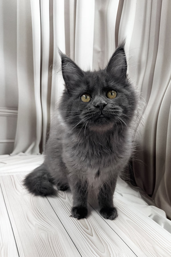 Jenna | Maine Coon Kitten