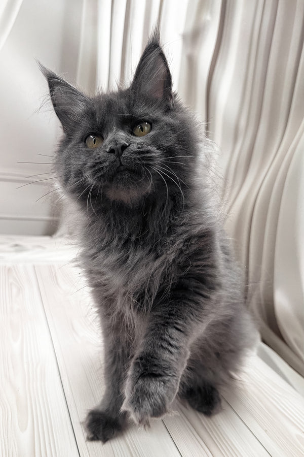 Jenna | Maine Coon Kitten