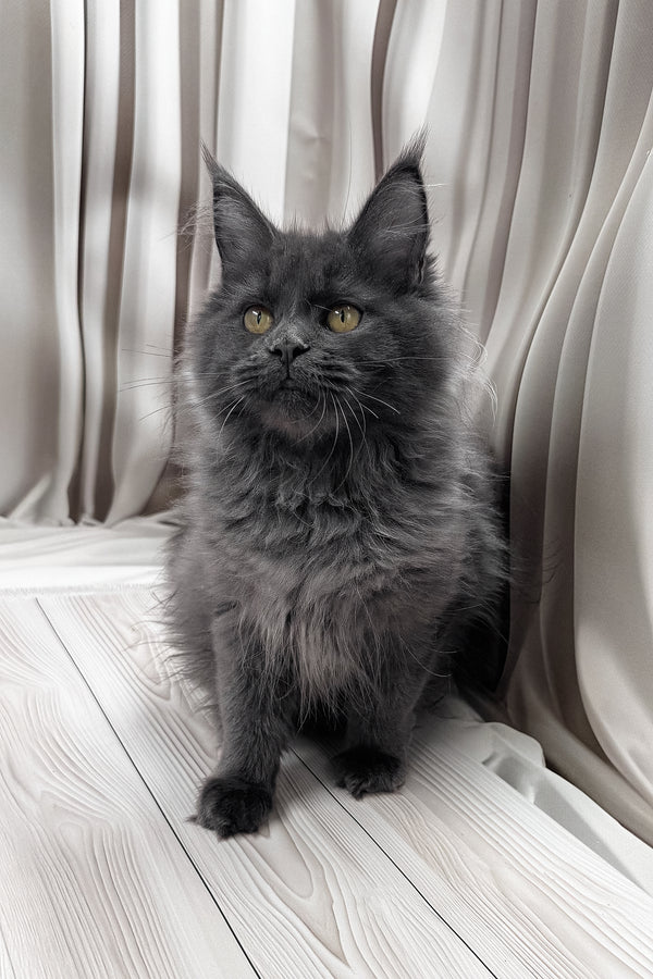 Jenna | Maine Coon Kitten