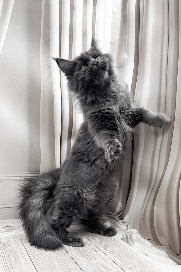 Jenna | Maine Coon Kitten