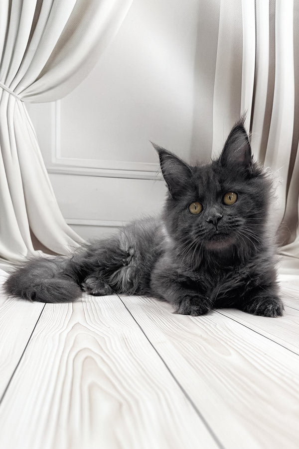 Jenna | Maine Coon Kitten