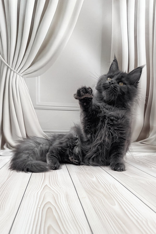 Jenna | Maine Coon Kitten