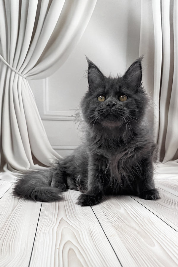 Jenna | Maine Coon Kitten