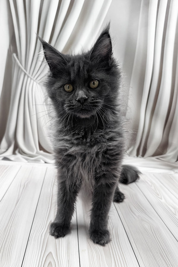 Jenna | Maine Coon Kitten