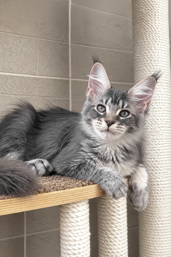Jenny | Maine Coon Kitten